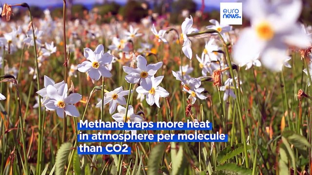 Feeding daffodil extract to cows could reduce methane emissions