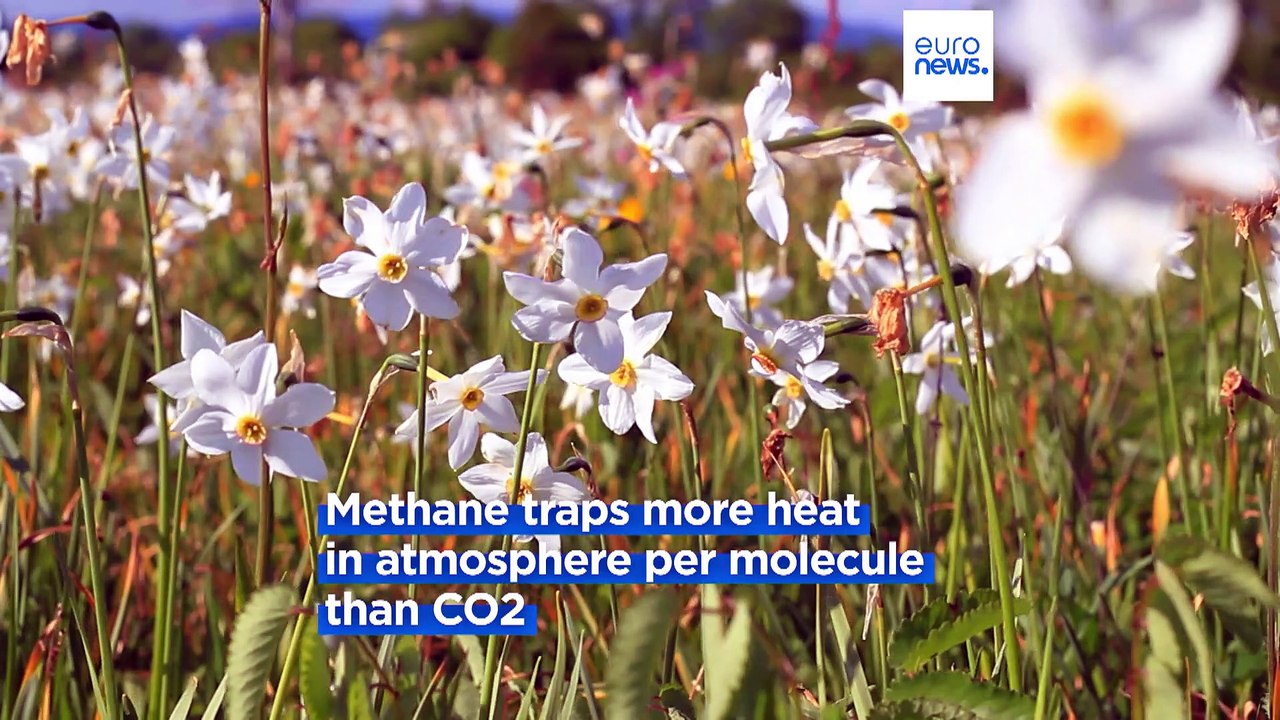 Feeding daffodil extract to cows could reduce methane emissions
