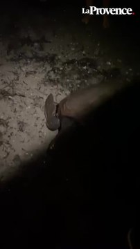 On a vu une masse sortir de l’eau : une tortue de mer vu sur une plage de Saint-Cyr-sur-Mer