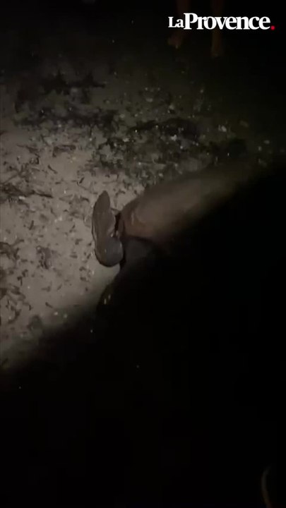 "On a vu une masse sortir de l’eau" : une tortue de mer vu sur une plage de Saint-Cyr-sur-Mer