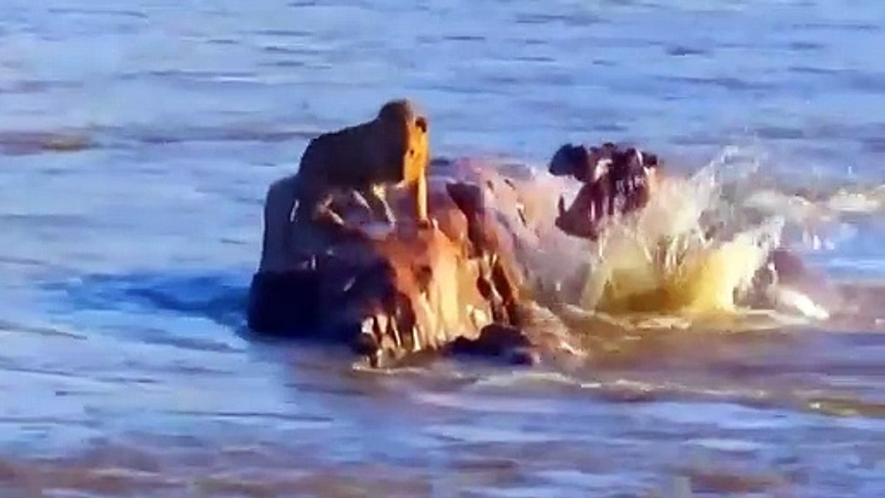 ANGRY HIPPOS ATTACK & FIGHTS FIERCE ANIMALS