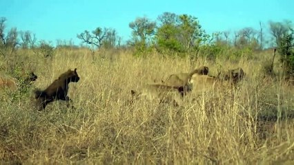 Animal Fights! Elephant Save Baby From Crocodile and Lion! Hyena vs Lion, Buffalo, Crocodile