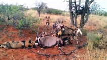 Animal Attack! Hyenas Attack Lion, Buffalo, Wild Dogs! Animals Fight