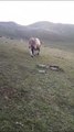 Matan a un toro en Pinos