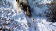 Exclusive! Wolves vs Bison! Who will win  Mortal Animal Fight
