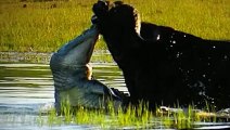 FIERCE CROCODILES ATTACK LIONS LEOPARDS ELEPHANTS! ANIMAL ATTACKS AND FIGHTS