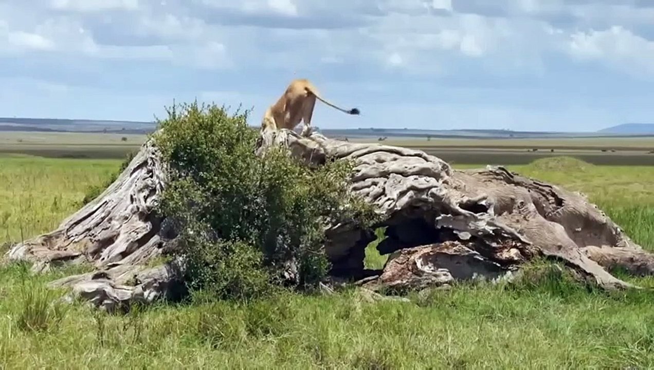 HELP HELP! AGGRESSIVE BUFFALOES ARE CHASING LION CUBS! KING LION & MOTHER LIONESS RUSHES TO DEFENSE