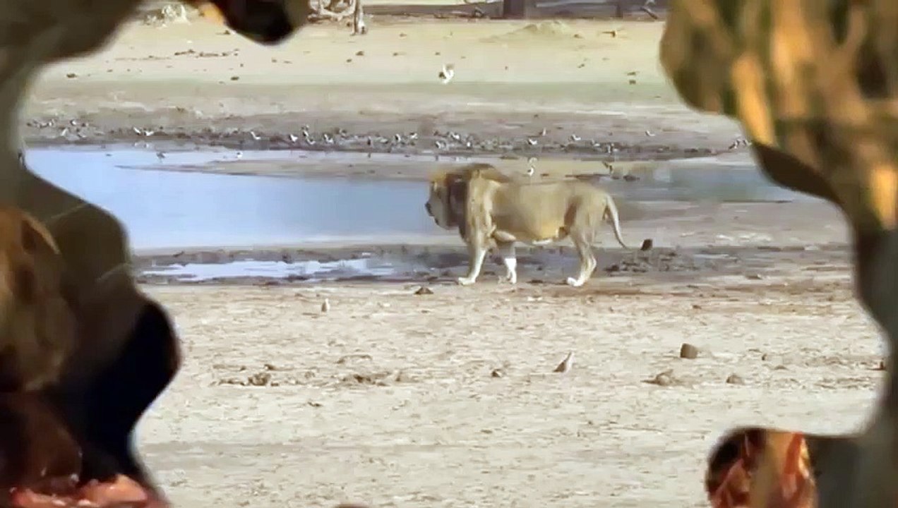GOD GAVE STRENGTH ELEPHANT HERD TAKE DOWN CLAN HYENAS TO RESCUE BABY ELEPHANT