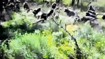GIANT PYTHON ATTACK & HAS TWISTED CUNNING MONKEY IN A DEADLY EMBRACE