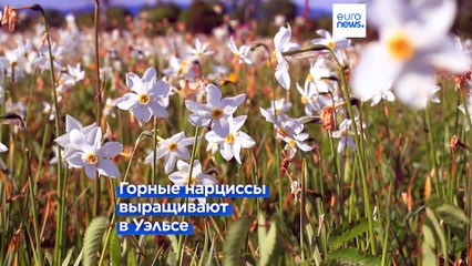 Нарцисс как средство против изменения климата