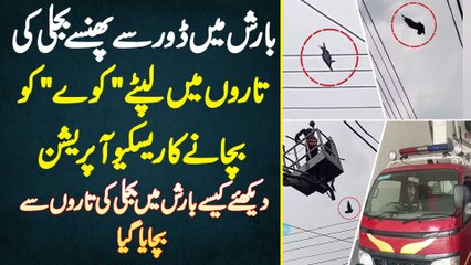 Faisalabad Me Bijli Ki Taaron Me Door Se Phanse Hue Crow Ko Bachane Ke Rescue Operation