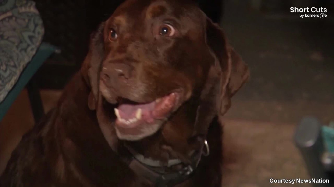 Pennsylvanie: le fugitif Michael Burham retrouvé grâce aux aboiements d'un chien