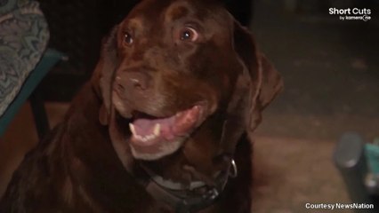 Pennsylvanie: le fugitif Michael Burham retrouvé grâce aux aboiements d'un chien