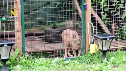 La Guardia Civil rescata en Cantabria a dos linces protegidos vendidos de forma ilegal