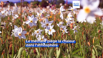 Les jonquilles au secours du climat ?