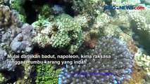 Jelajah Pulau Gosong, Wisata Alam Bahari Nan Cantik di Aceh Barat Daya