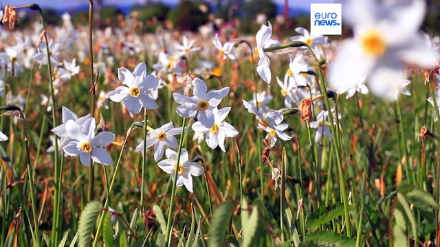 Alimentar a las vacas con narcisos podría reducir las emisiones de metano