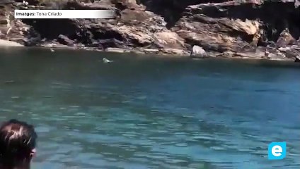 Apareixen dues tintoreres a la platja de Portbou causant alarma entre els banyistes