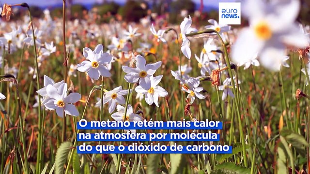 Libertar gases digestivos pode passar a ser menos poluente com dieta de narcisos