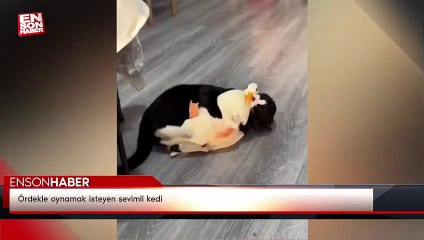 Ördekle oynamak isteyen sevimli kedi