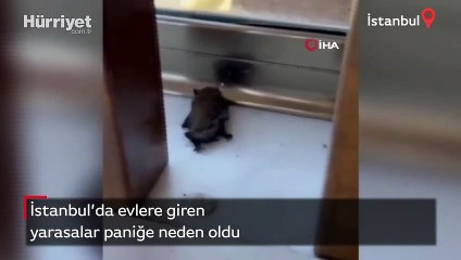 İstanbul'da yarasa paniği! Ev sahipleri yakalayıp kavanoza koydu