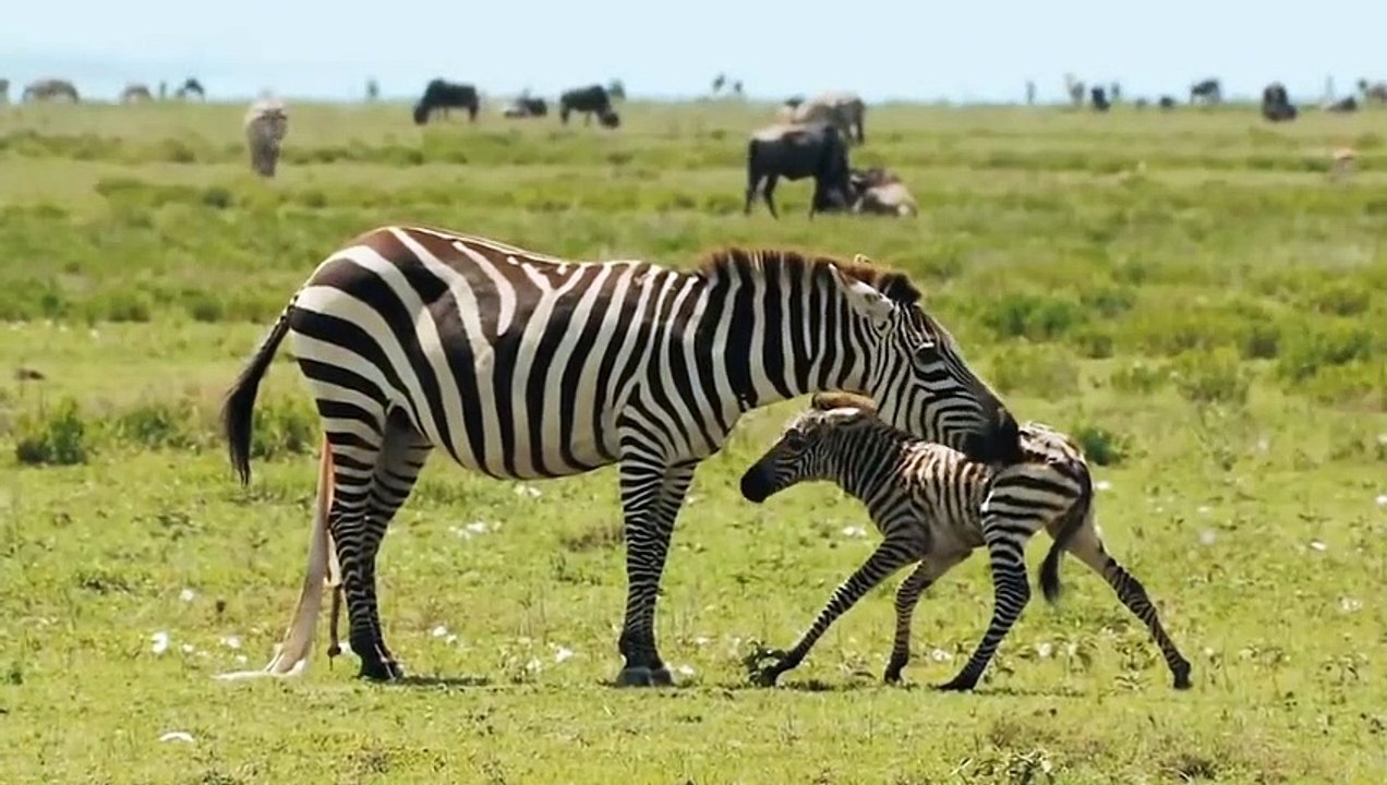 HUNTER BECOMES THE HUNTED! ANIMAL FIGHTS AND SURVIVAL OF PREDATORS IN WILD
