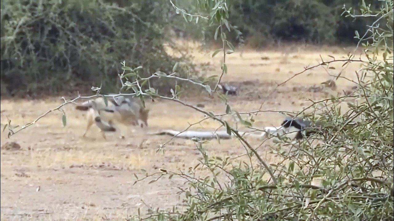 Honey badger and jackals attack a huge python! Animals Fight