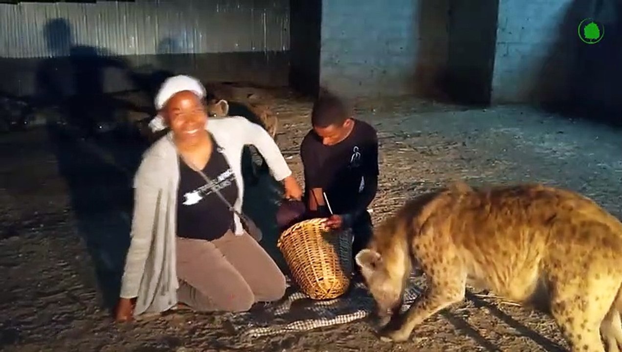 Hyena In Action. How Hyenas Kill Lions, Rhinos and Even Elephants!!!