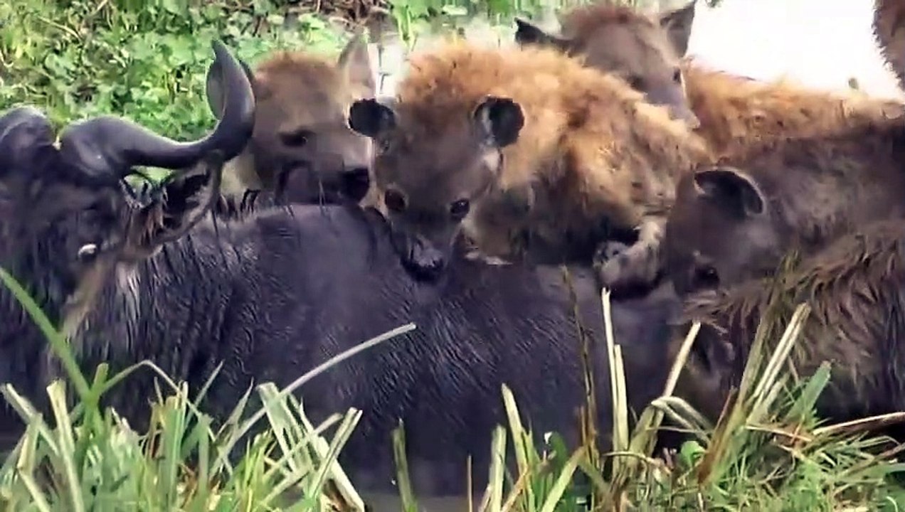 Hyenas attack and eat live buffalo! Animal Attacks