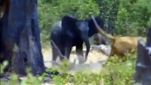 INCREDIBLE! ANGRY MOTHER ELEPHANT RUSHES STRANGLE LION TO DEATH TO SAVE HER CALF