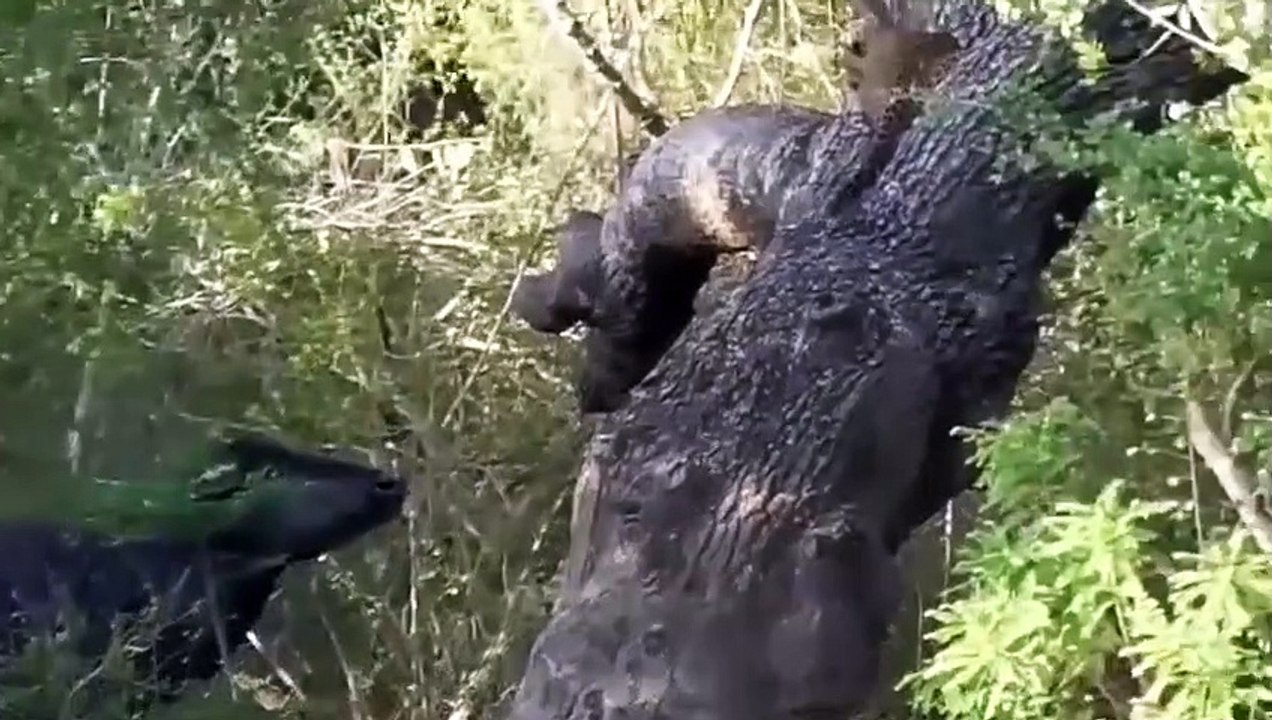 INCREDIBLE! GIANT HIPPOS TEAR UP LIONS WHEN THEY INVADE THEIR TERRITORY! ANIMAL FIGHTS