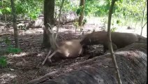 Komodo Dragons Attack &  Eat Monkey and Poor Deer! Animal Attacks