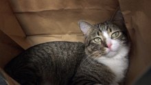 Quiet Cat Meditates in a Paper Bag (1)