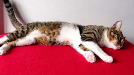 Cat Almost Fainted Due to the Heat (1)