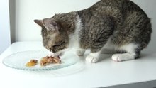 Cat Climbed on the Table to Eat (1)