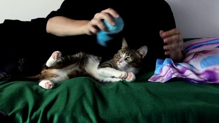 Little Cat Wants Pets (3)