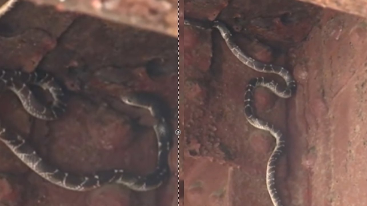 पहले ही बाढ़ की मार झेल रहे लोगों को 'लोहा पुल' में दिखा जहरीला सांप, सामने आया VIDEO