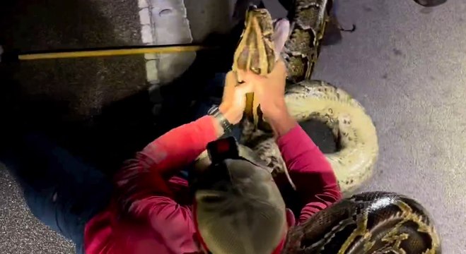 Un grupo de cazadores captura la pitón birmana más larga jamás documentada en Florida