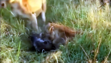 OMG! LIONS TRAPPED BY HYENA CLAN ARE FIGHTING TO DEATH
