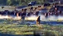 OMG! POWERFUL WATER BUFFALOES HAVE THE POWER TO DESTROY FEROCIOUS LIONS