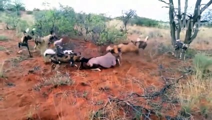 OMG! THEY KNOW NO MERCY! MOST RUTHLESS PREDATORS HYENAS TEAR VICTIMS ALIVE