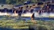 OMG! POWERFUL WATER BUFFALOES HAVE THE POWER TO DESTROY FEROCIOUS LIONS