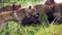 OMG! SAVANNAH SCAVENGERS HYENAS ATTACK LIONS AND EAT ANTELOPES ALIVE