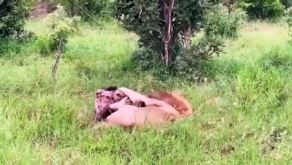 ONE AGAINST ALL! DEADLY BATTLE OF AN ANGRY LION AGAINST PACK OF HYENAS