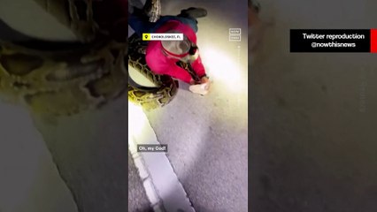 Caçadores lutam para capturar cobra de quase 6 metros
