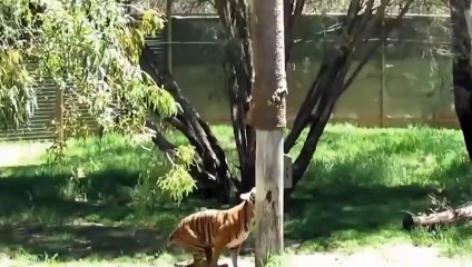 TIGER RAGE! DEADLY FIGHTS AND TIGER ATTACKS! ANIMAL ATTACKS