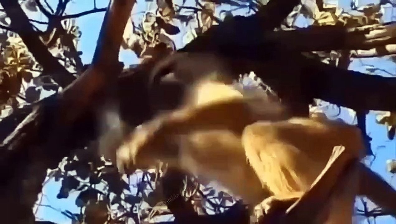 RISE OF MONKEYS! EVIL MONKEYS ARE TAKING BABY LION! LIONS ATTACK MONKEYS