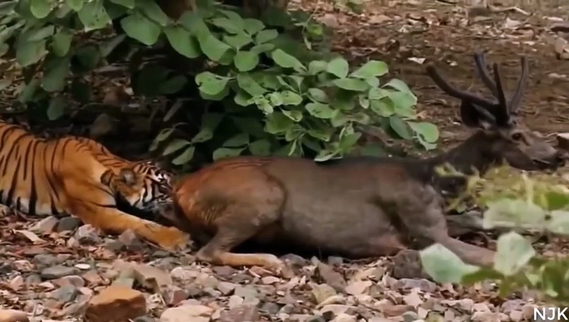 Tigers Attack Wild Animals