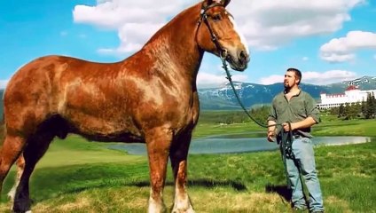 Top 10 Abnormally Biggest Animals You Must See