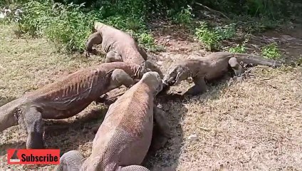 PERFECT ANCIENT PREDATORS KOMODO DRAGONS EAT THEIR PREY WHOLE! ANIMALS ATTACK